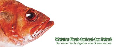 Fischratgeber Greenpeace