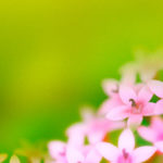 LOHAS image