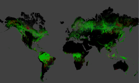 Global Forest Change