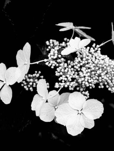 grayscale photo of white flowers