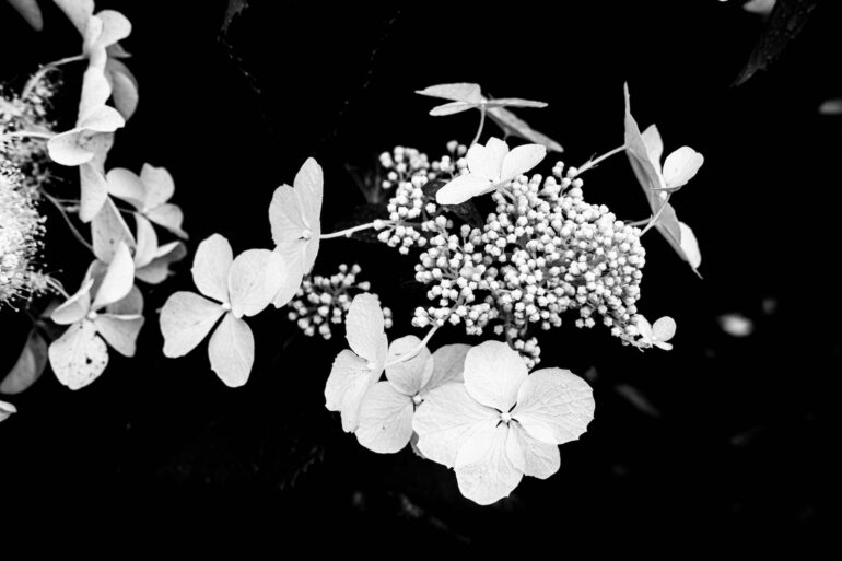 grayscale photo of white flowers