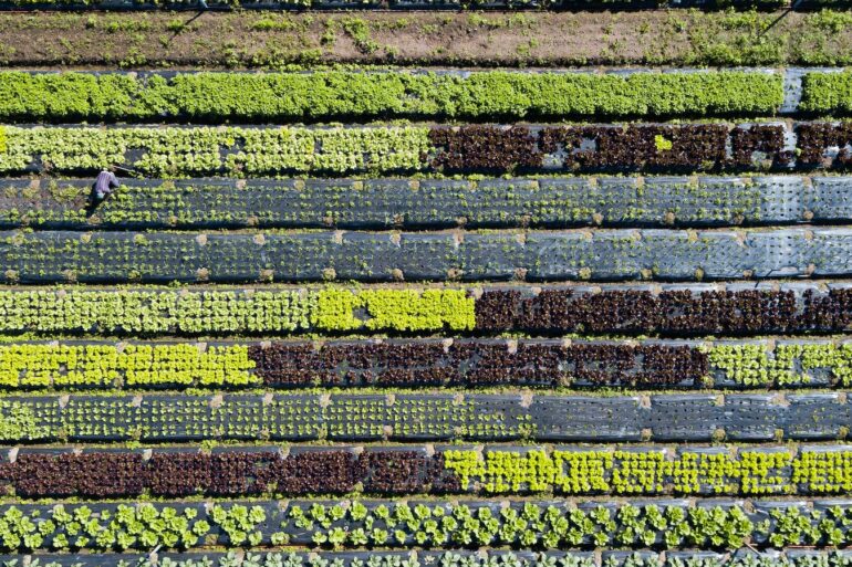 green and yellow flower field