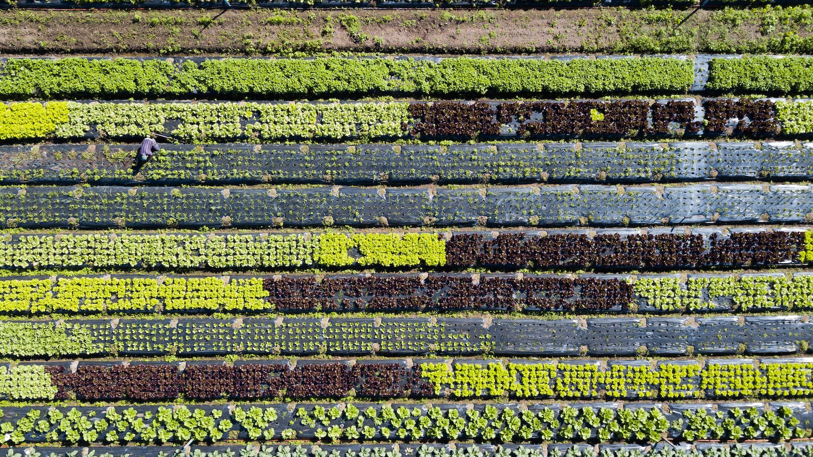 green and yellow flower field