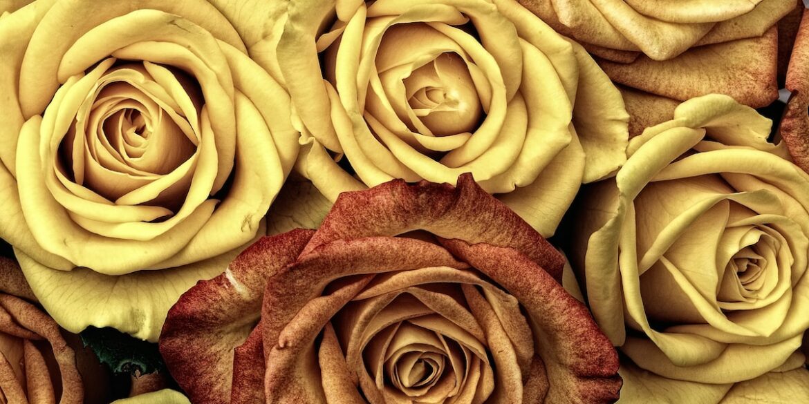 yellow and brown roses