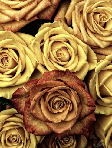 yellow and brown roses