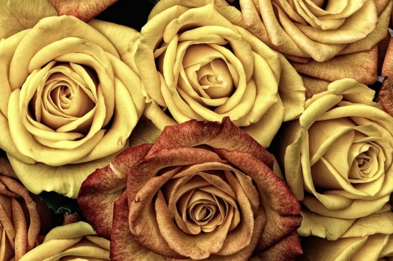 yellow and brown roses