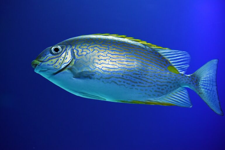 gray fish under water