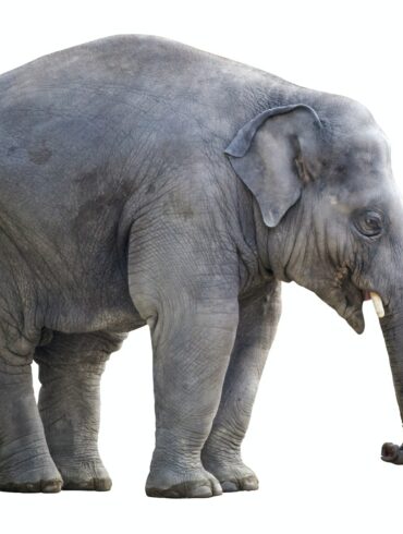 gray elephant with white background