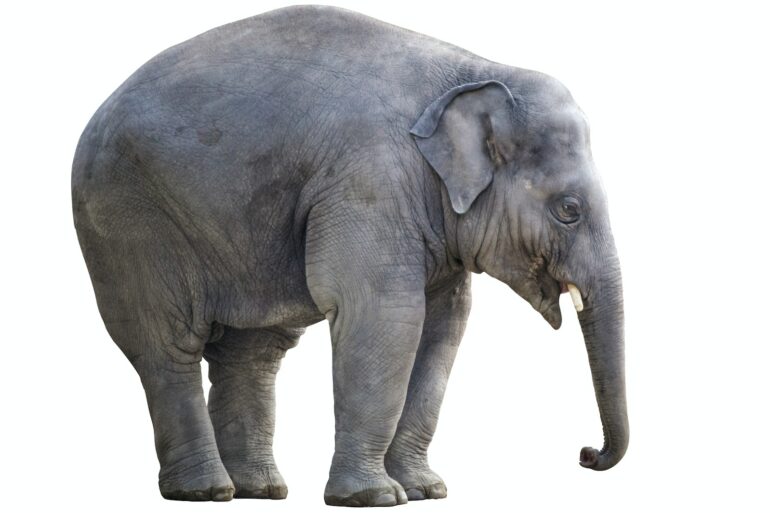 gray elephant with white background