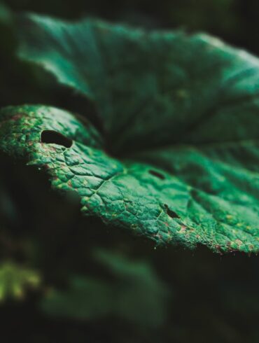 selective focus of green leaf