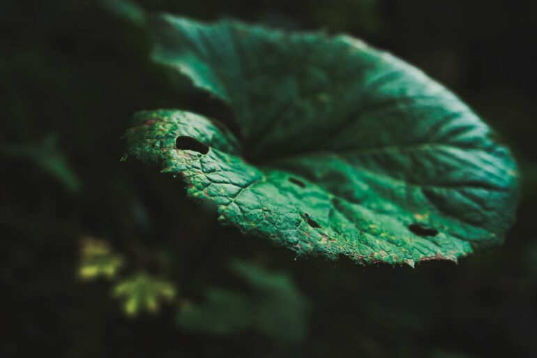 selective focus of green leaf