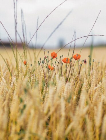 brown rice field