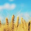 shallow focus photography of brown wheat