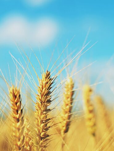 shallow focus photography of brown wheat
