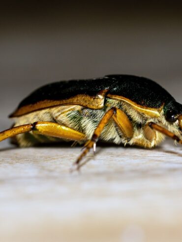black and brown beetle on brown surface in close up photography