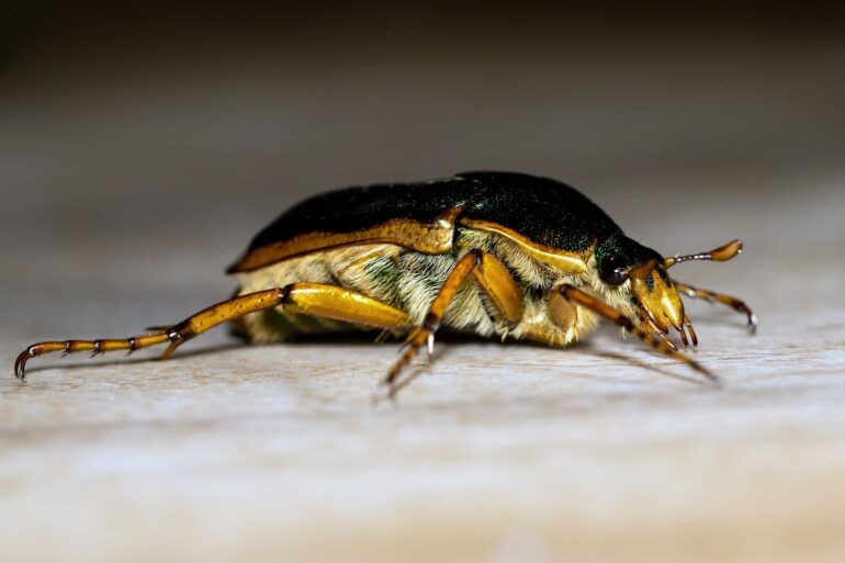 black and brown beetle on brown surface in close up photography