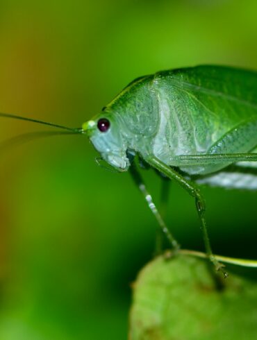 green grasshopper perched on green leaf in close up photography during daytime
