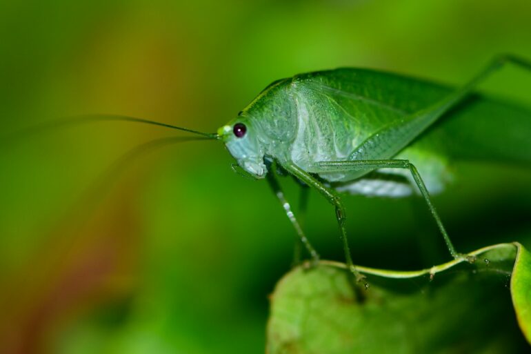 green grasshopper perched on green leaf in close up photography during daytime