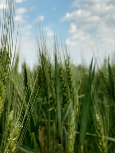 green rice wheat
