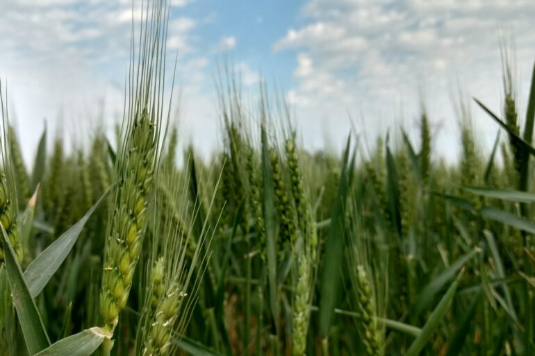 green rice wheat