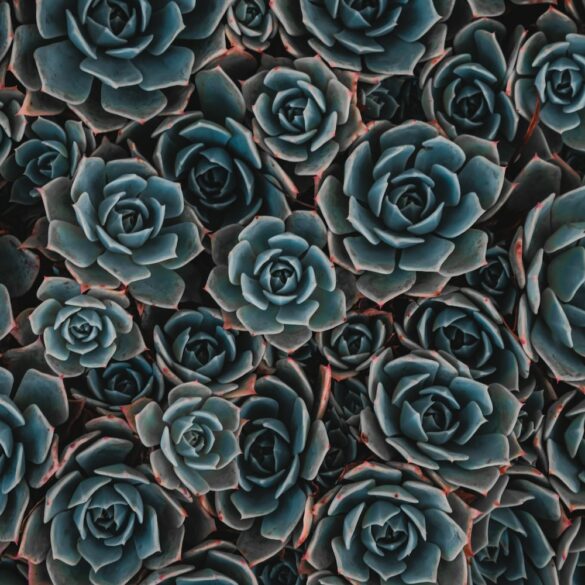teal flowers
