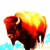 Bison