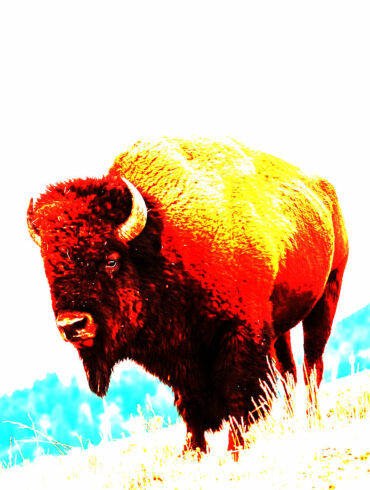 Bison