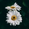 two white daisies