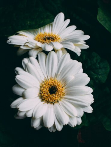 two white daisies