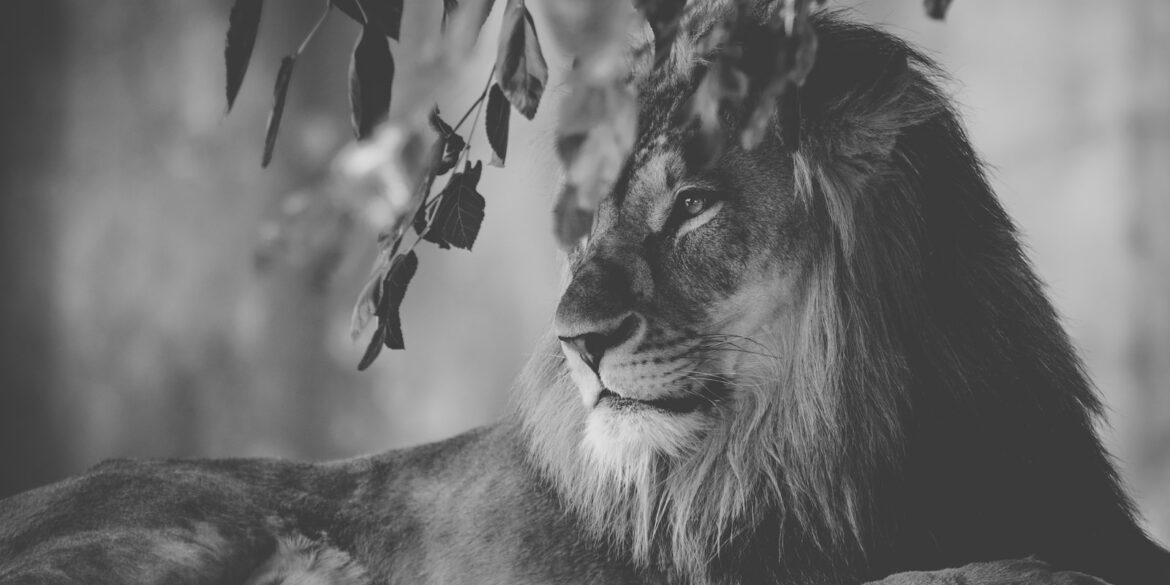 lion lying near tree