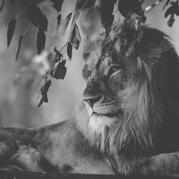 lion lying near tree