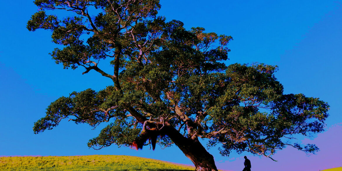 The tree