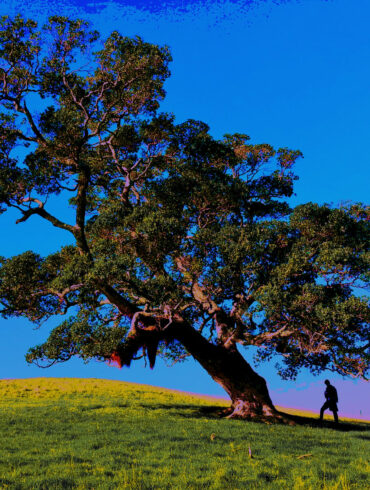 The tree