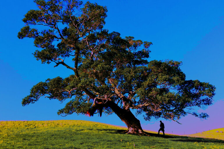 The tree