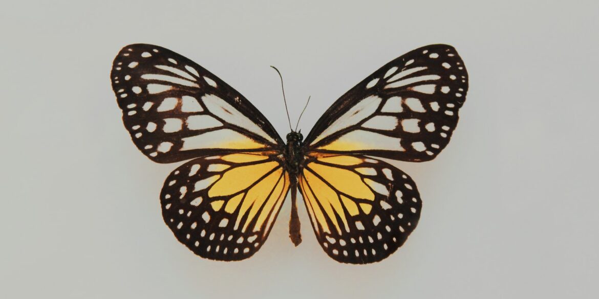 black and yellow butterfly