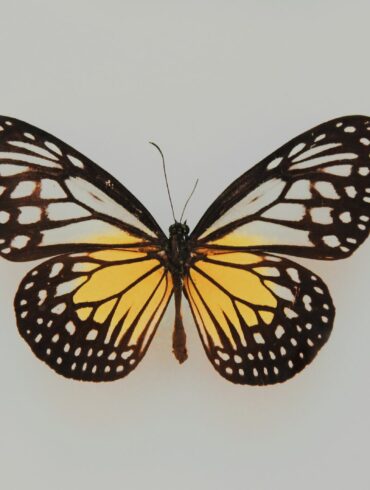 black and yellow butterfly