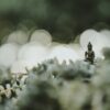 selective focus photography of Buddha statue