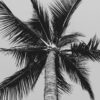 grayscale low angle photography of coconut palm tree