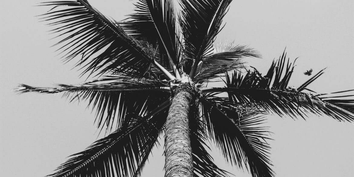 grayscale low angle photography of coconut palm tree