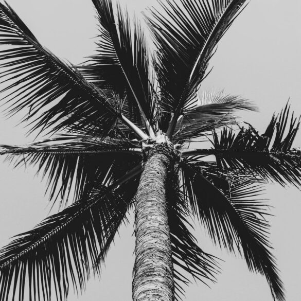 grayscale low angle photography of coconut palm tree