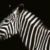 zebra animal