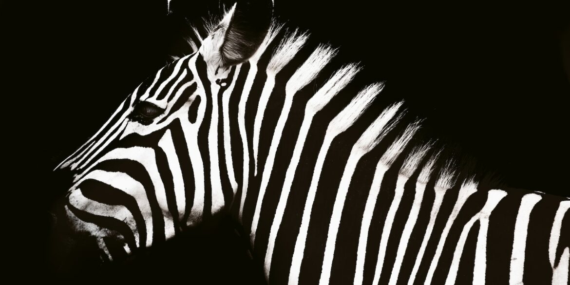 zebra animal
