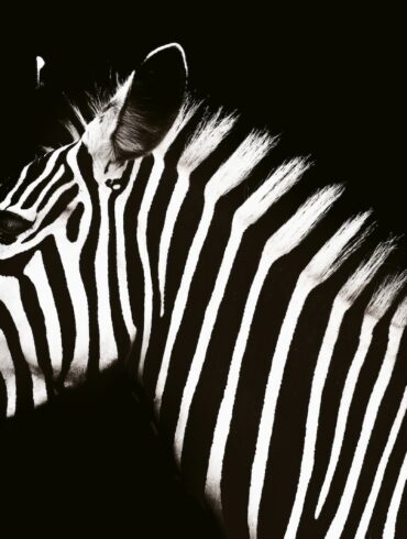 zebra animal