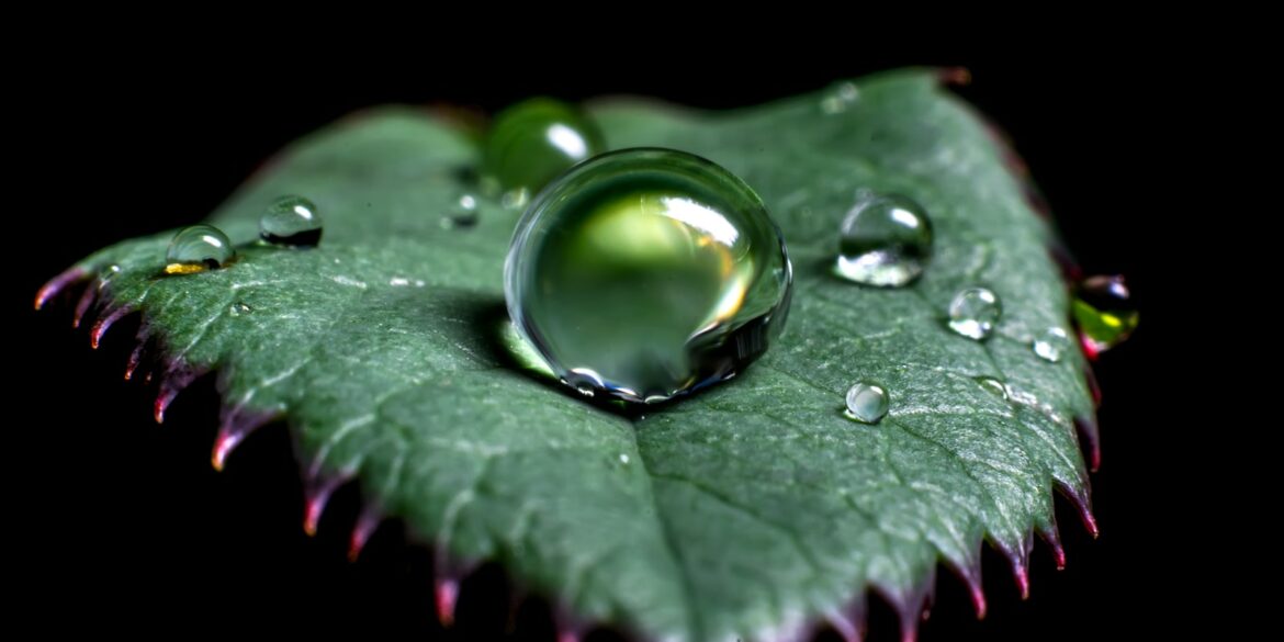 water droplets on green leaf