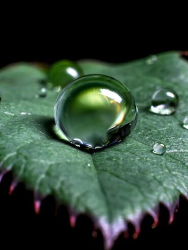 water droplets on green leaf