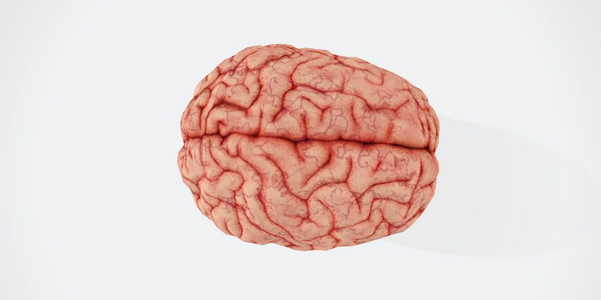 a close up of a human brain on a white background