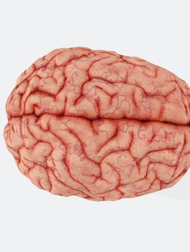 a close up of a human brain on a white background