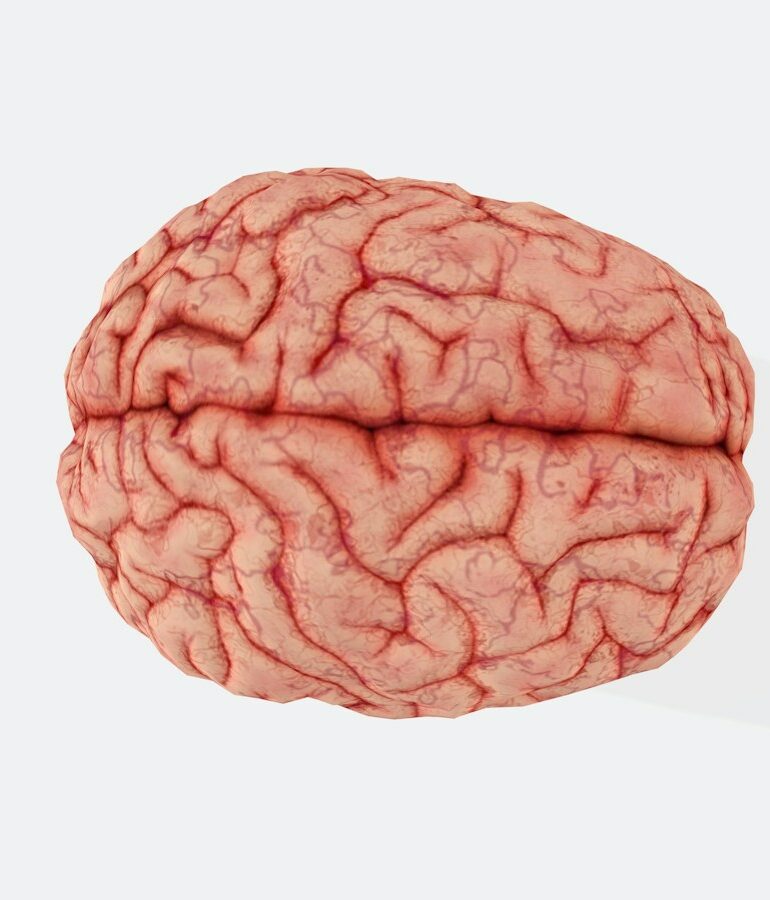 a close up of a human brain on a white background