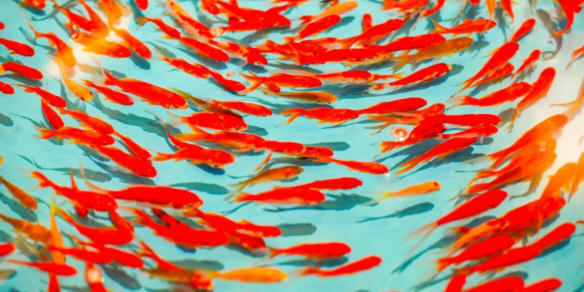 school of orange fish