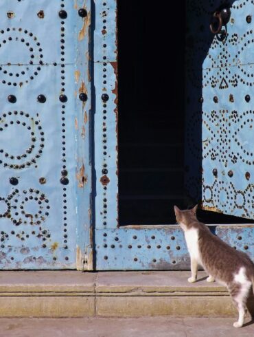 white and black cat on brown wooden window